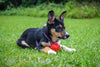 The Top 10 Best Toys For Dogs